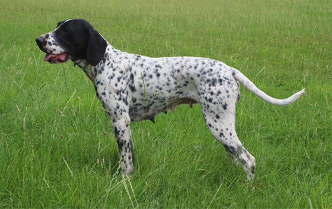 Bourbonnais Pointing Dog